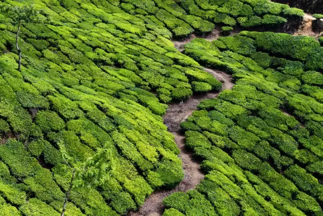 Wonderful Kerala Tourist Package | 7 Nights 8 Days Mountain Coast Adventure