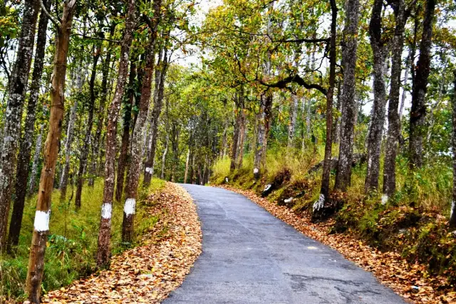 Classic Darjeeling Packages | Heritage & Nature Trails 3 Nights 4 Days