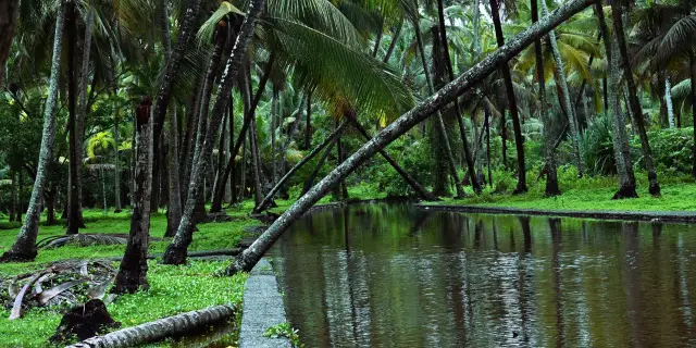 6 Athirappilly Waterfall Tour Package Kerala 2027 | Roaring