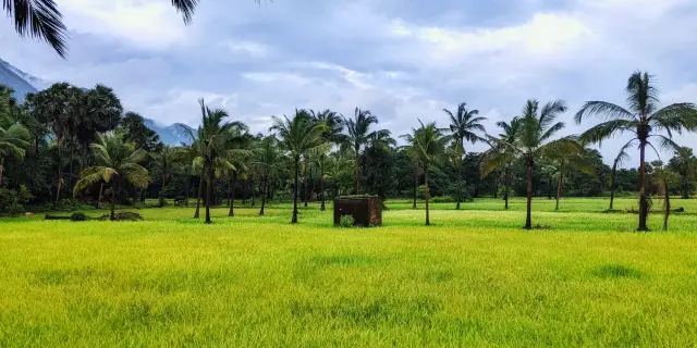 5 Kerala Monsoon Tour Package 2026 | Green
