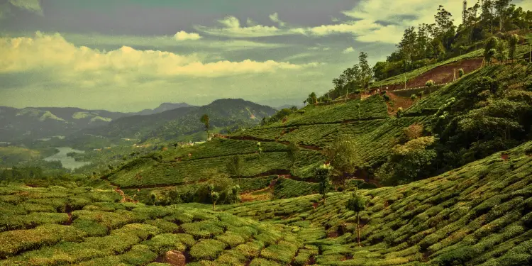 5 Days Marayoor Sandalwood Forest Tour Package | Sacred