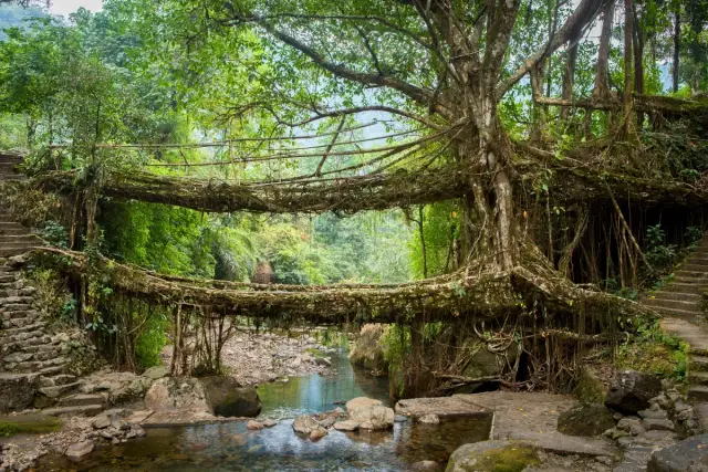 Ultimate Meghalaya Trip Package | 7 Days Scenic Experience | 6 Nights 7 Days