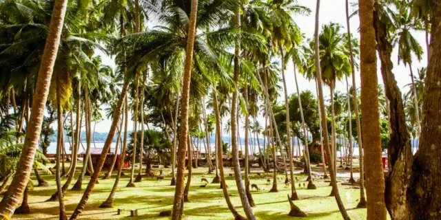 6 Day Plunge Andaman Scuba Diving Package | Vivid