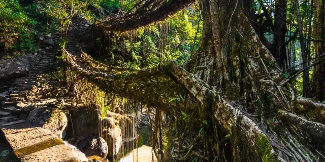Amazing 5 Days Meghalaya Living Root Bridge Tour | Timeless