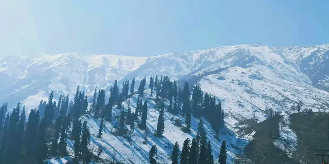 Prime 4 Days Tulip Garden Kashmir Package | Bloom